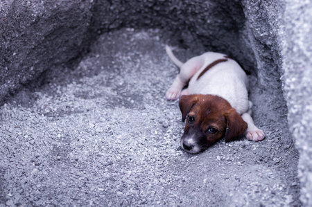 Homeless and hungry little dog abandoned stay at the hole