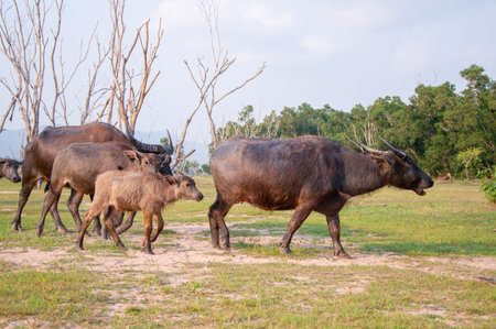 A herd of Thai buffalo are walking on wide fieldの写真素材