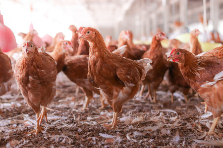 A lot of brown chicken in chicken farm