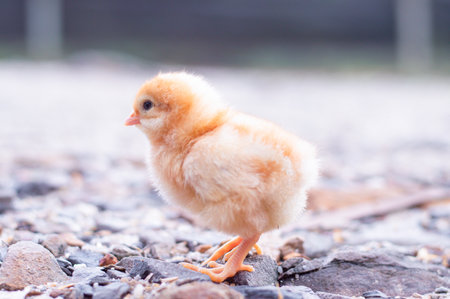 A chicken baby in the gardenの写真素材