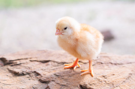 A chicken baby in the gardenの写真素材