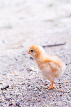 A chicken baby in the gardenの写真素材