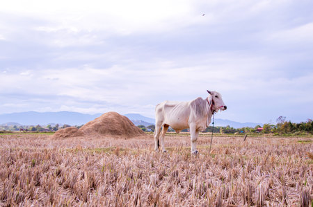 Thai cow are living on wide fieldの写真素材