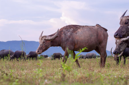 Thai buffalo are walking on wide field