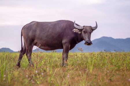 Thai buffalo are walking on wide field
