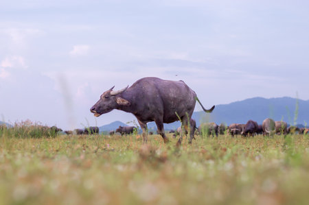 Thai buffalo are walking on wide fieldの写真素材