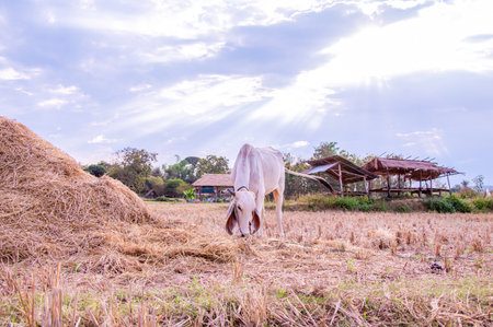 Thai cow are eating grass on wide fieldの写真素材