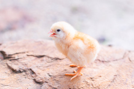 A chicken baby in the gardenの写真素材