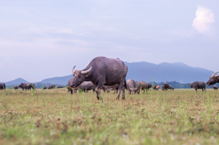 Thai buffalo are walking on wide fieldの写真素材