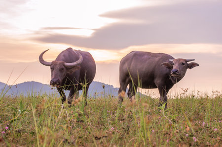 Thai buffalo are walking on wide field