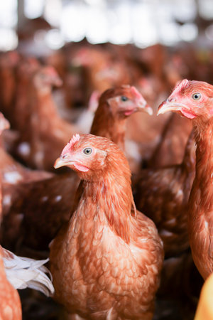 Close up of brown chicken in chicken farmの写真素材