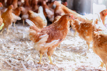 A lot of brown chicken in chicken farmの写真素材