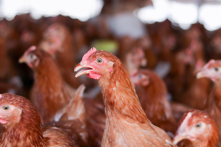 Close up of brown chicken in chicken farmの写真素材