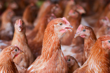 Close up of brown chicken in chicken farm