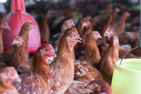 A lot of brown chicken in chicken farmの写真素材