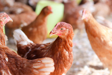 A lot of brown chicken in chicken farmの写真素材