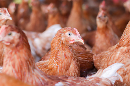 Close up of brown chicken in chicken farmの写真素材