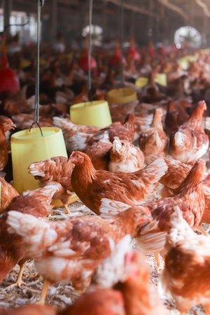 A lot of brown chicken in chicken farmの写真素材