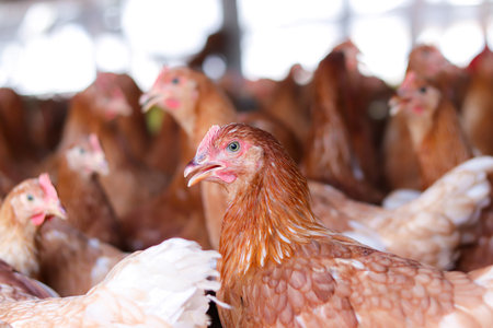 Close up of brown chicken in chicken farmの写真素材