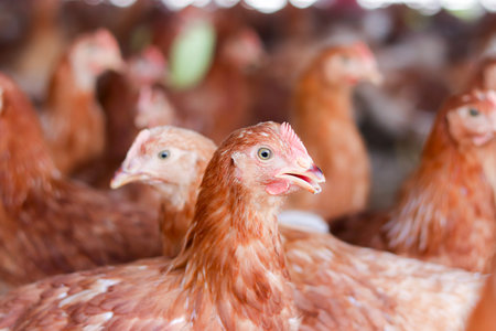 Close up of brown chicken in chicken farmの写真素材