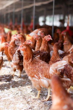 A lot of brown chicken in chicken farmの写真素材