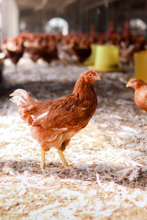 Close up of brown chicken in chicken farm
