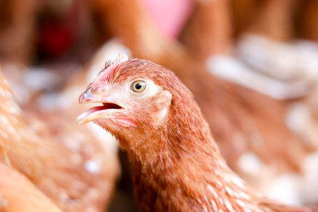 Close up of brown chicken in chicken farmの写真素材