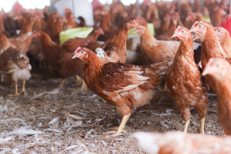 A lot of brown chicken in chicken farmの写真素材