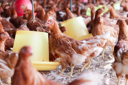 A lot of brown chicken in chicken farmの写真素材