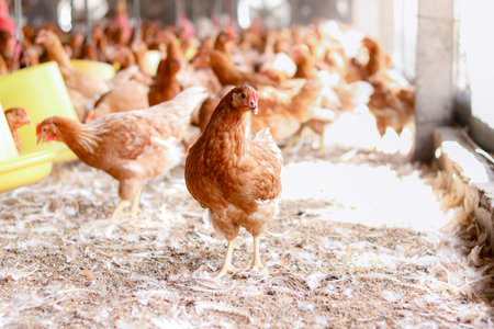 Close up of brown chicken in chicken farm