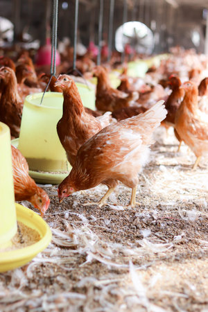 The chicken is eating food in the farm.