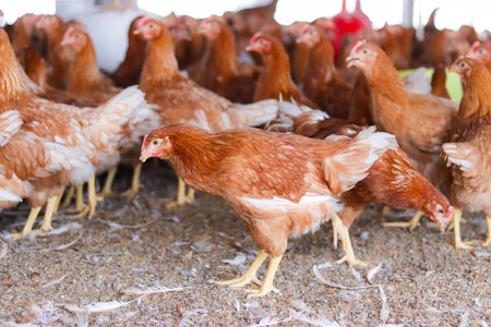 A lot of brown chicken in chicken farm