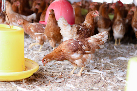 A lot of brown chicken in chicken farm