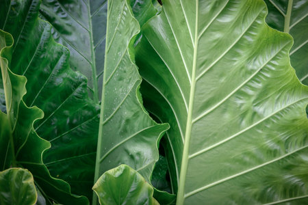 Green leaf texture for natural background
