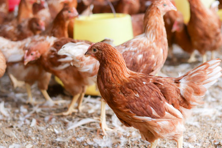 A lot of brown chicken in chicken farmの写真素材