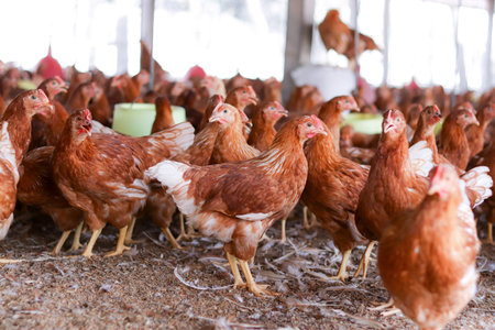 A lot of brown chicken in chicken farm