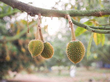 Small durian is growing up on durian tree. King of fruits