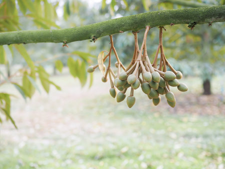 Buds of durian flowers is growing up on durian tree. King of fruits
