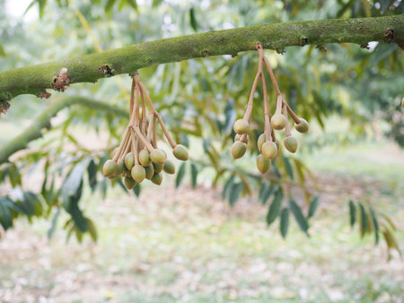 Buds of durian flowers is growing up on durian tree. King of fruitsの写真素材