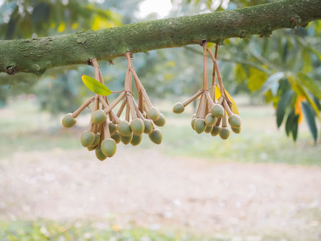 Buds of durian flowers growing on durian tree.の写真素材