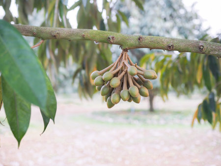 Buds of durian flowers is growing up on durian tree. King of fruitsの写真素材