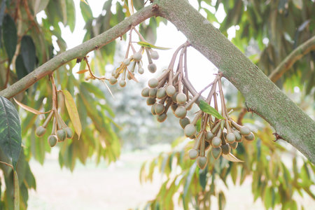 Buds of durian flowers is growing up on durian tree. King of fruitsの写真素材
