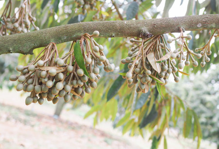 Buds of durian flowers is growing up on durian tree. King of fruitsの写真素材