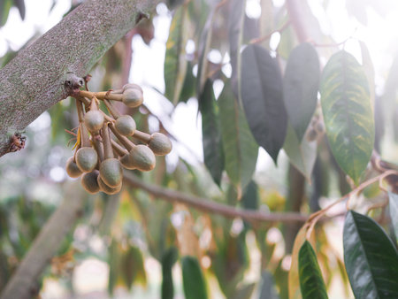 Buds of durian flowers is growing up on durian tree. King of fruitsの写真素材