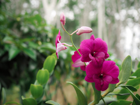 Beautiful purple orchid on natural green backgroundの写真素材