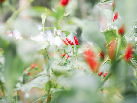 Close up red chili on the tree in vegetable garden, Thai pepperの写真素材