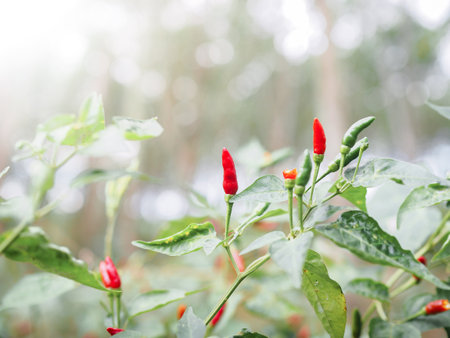 Close up red chili on the tree in vegetable garden, Thai pepperの写真素材