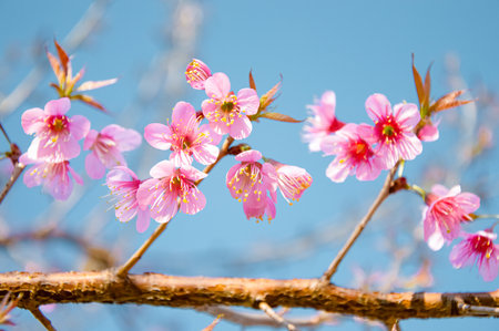 Cherry blossom with blue skyの写真素材