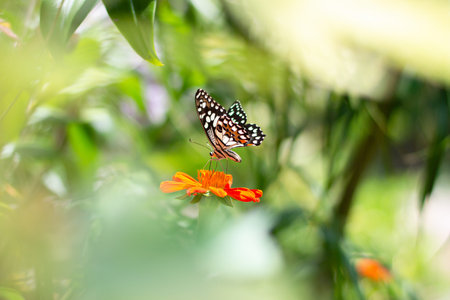 A beautiful butterfly on flower in the garden