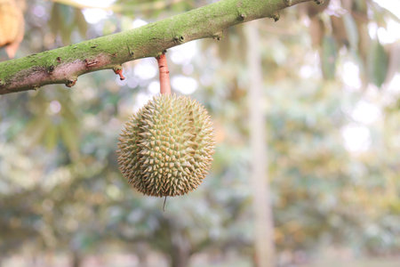 Small durian is hanging on durian tree. King of fruits